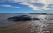 Probe underway into how 3 sperm whales washed ashore in P.E.I.