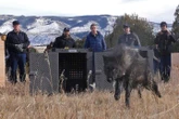 Trump administration tells Colorado to stop importing wolves from Canada
