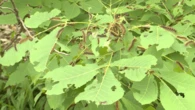 Gypsy moth caterpillars wreaking havoc on southeastern Ontario forests