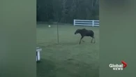 Caught on camera: This B.C. moose loves playing tetherball