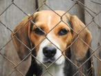 Dogs at centre of London, Ont., hospital testing controversy may be re-home