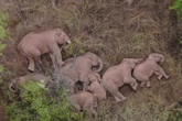 Elephant family winning hearts with epic road trip across China