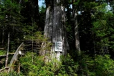 RCMP make 8 more arrests at Vancouver Island old-growth logging blockades