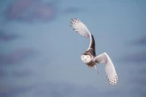 What Quebec experts are doing to save the snowy owl
