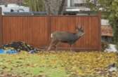 Kelowna, B.C. woman describes frightening deer attack during rutting season