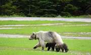 Alberta government creates new wildlife management approach due to ‘problem grizzlies’