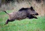 Saskatchewan puts moratorium on wild boar farms, toughens regulations