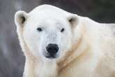 Baffin the polar bear dies at the Calgary Zoo