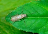 What are midges and why are they swarming Toronto’s lakeside region