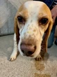 Beagles rescued from medical testing start new life in B.C.: ‘It’s a special moment’