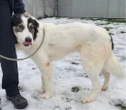 ‘It is the love’: Wally the injured stray dog gets new ‘leash’ on life