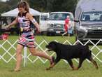 Rottweiler from St. Catharines going to Westminster Dog Show in New York City