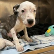 Abandoned dogs being found in ‘deplorable condition,’ Brampton warns