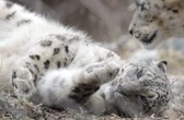 ‘Love at first sight’: Snow leopard at Toronto Zoo pregnant for 1st time