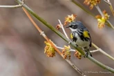 Start of spring migration has Manitoba birdwatchers flocking together