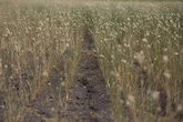 Seeds planted for in-depth review of Saskatchewan farming, province says