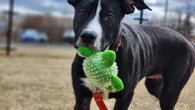 Edmonton Humane Society shifts to walk-in adoption process to quickly find pets their forever homes
