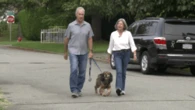 What to do if you come across a loose or aggressive animal