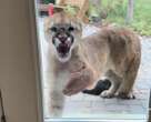 Young cougar kills Alberta family’s cat, hisses and paws at them through window