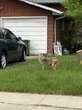 Call to remove coyotes from Edmonton neighbourhood because of safety concerns