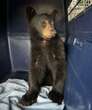 Bear cub fed Taco Bell, sits in back of van during 10-hour Ontario trip: charity