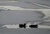 Man dead after falling through thin ice near Toronto Island, warning issued