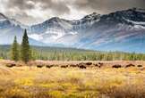 3 bison harvested in Indigenous-led ceremonial hunt in Banff National Park