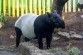 Calgary Zoo says Malayan tapir expecting a calf: ‘Tiny walking watermelons’