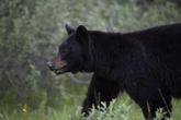 Warning issued for part of Banff National Park after bear makes ‘contact with a tent’