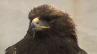 ‘Spread his wings’: Distressed golden eagle brought back to life in Nova Scotia