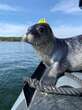 Seals wearing ‘hats’ spotted in Atlantic Canada as part of research study