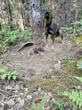 Dog chained to tree in B.C. wildfire zone was only found by her cries for help