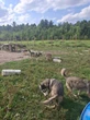 Ontario man who raised a pack of wolf-dogs worries government will euthanize them