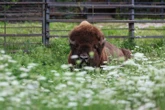 Road north of Toronto opens after escaped bison recaptured