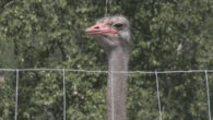 Billionaire and Dr. Oz rally for Edgewood, B.C. ostrich farm ahead of planned cull