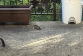 Rat complaints on the rise in Montreal as critics demand city take action