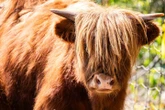 Pair of shaggy Highland cattle making their debut at the Toronto Zoo
