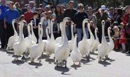 ‘There’s no sign of them’: Five iconic Stratford, Ont., swans go missing