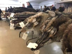 Wildfires threaten livelihoods as trappers brace for impact on the land they rely on