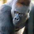Toronto Zoo says 2 female gorillas injured after altercation with new male silverback