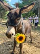 ‘Long walks around the farm’: Ontario miniature donkey’s dating profile goes viral