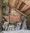 Ontario euthanizes 84 raccoons and accuses rehab centre of mistreating animals