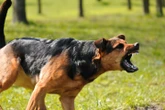 Woman charged following fatal dog attack in Gravenhurst, Ont.
