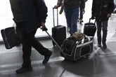 Quebec bans transport of some wild animals in nearly 100 communities over rabies risk