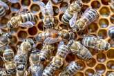 Where are the bees? How Saskatchewan finds itself in a honey shortage