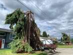 Kelowna residents call out FortisBC for tree-trimming practices: ‘I was shocked’