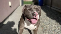 Enzo reunited with his Langley family, 1.5 years after he was seized
