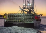 Fishery officers in Nova Scotia seize more than 1,000 lobster traps, make arrests