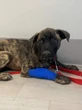Okanagan animal rescue says pet overpopulation at unprecedented levels