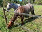 Veterans helping other military members, first responders through horses